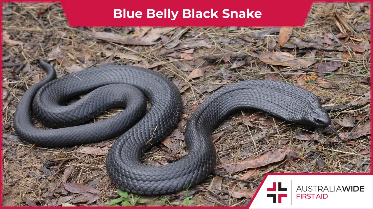 Blue Belly Black Snake